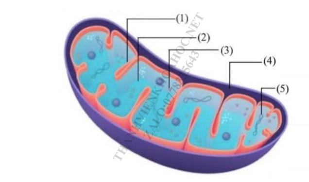Hình minh họa