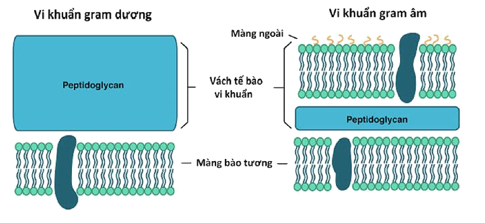 Hình minh họa