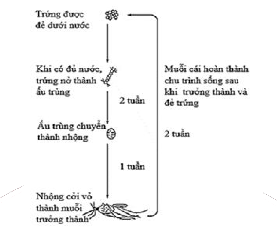 Hình minh họa