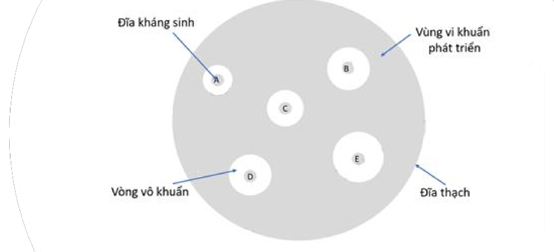 Hình minh họa